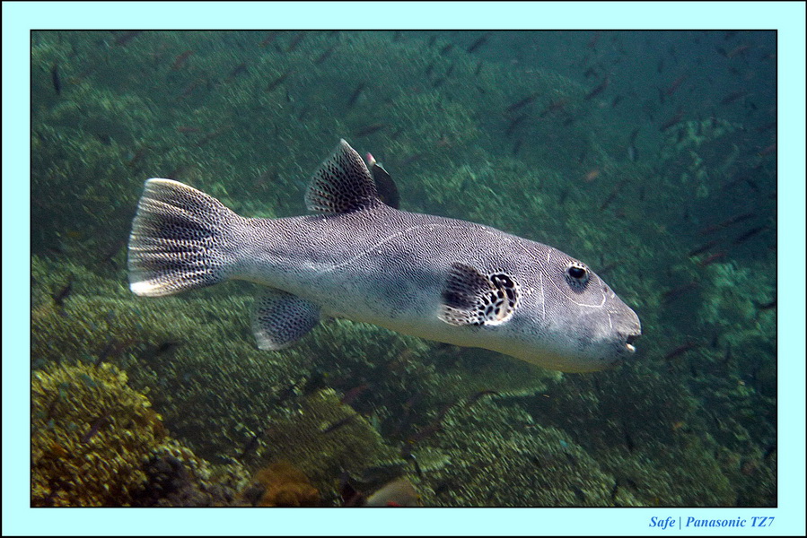 2011 - 08 - Borneo - Sipadan 072